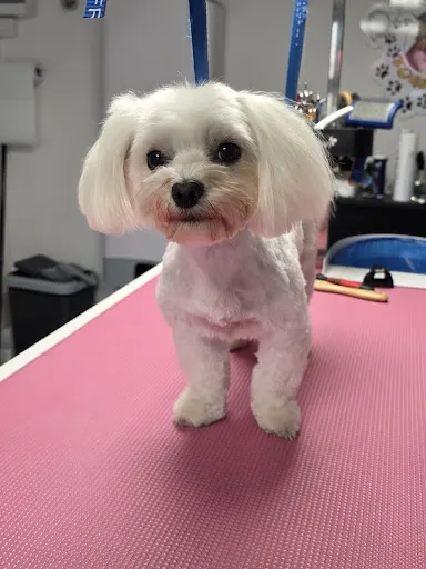 Salon Pielęgnacji Zwierząt SPA DLA PSA- ZORRO I JA Agnieszka Kurczyk